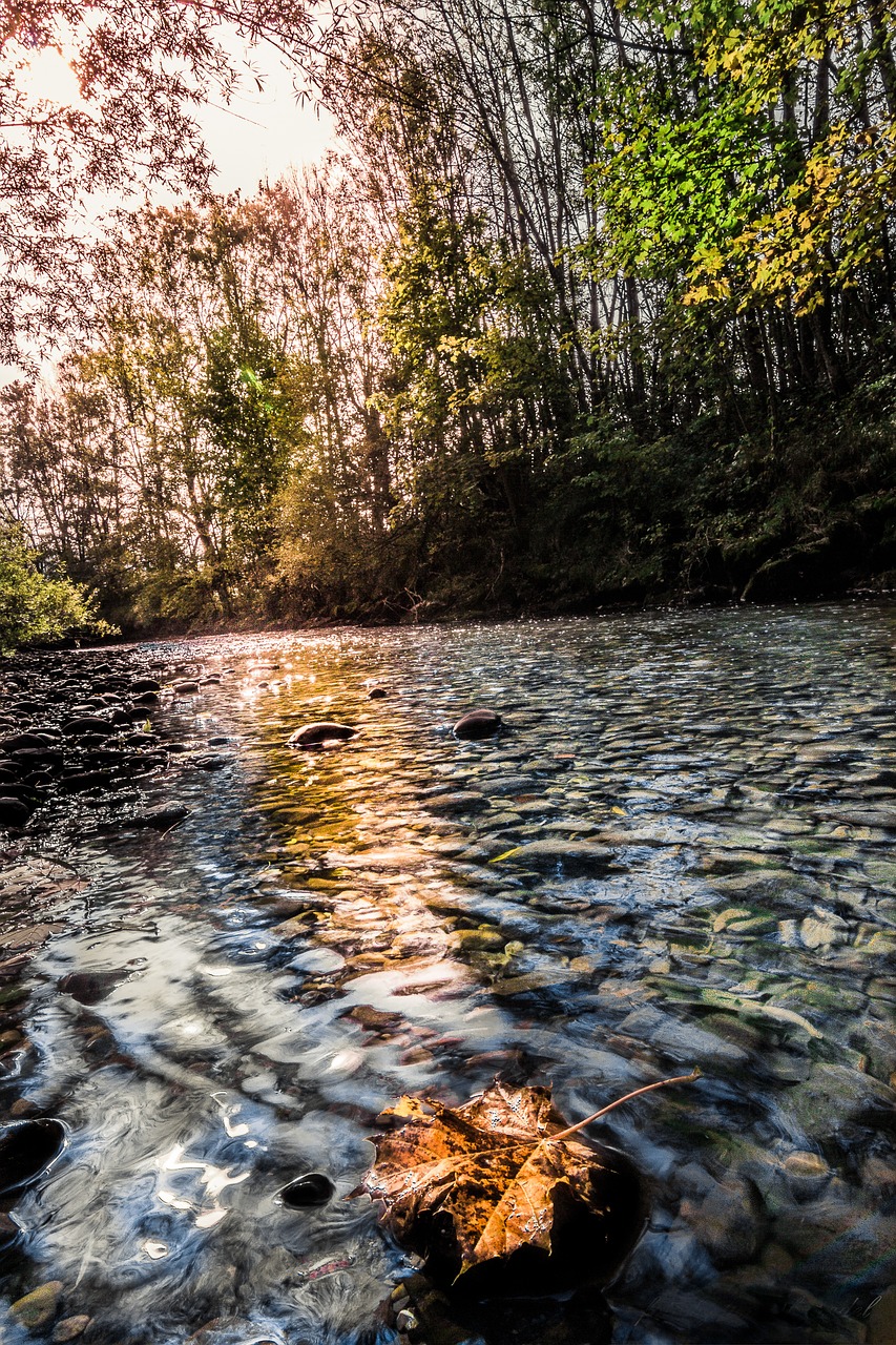 river bach nature free photo