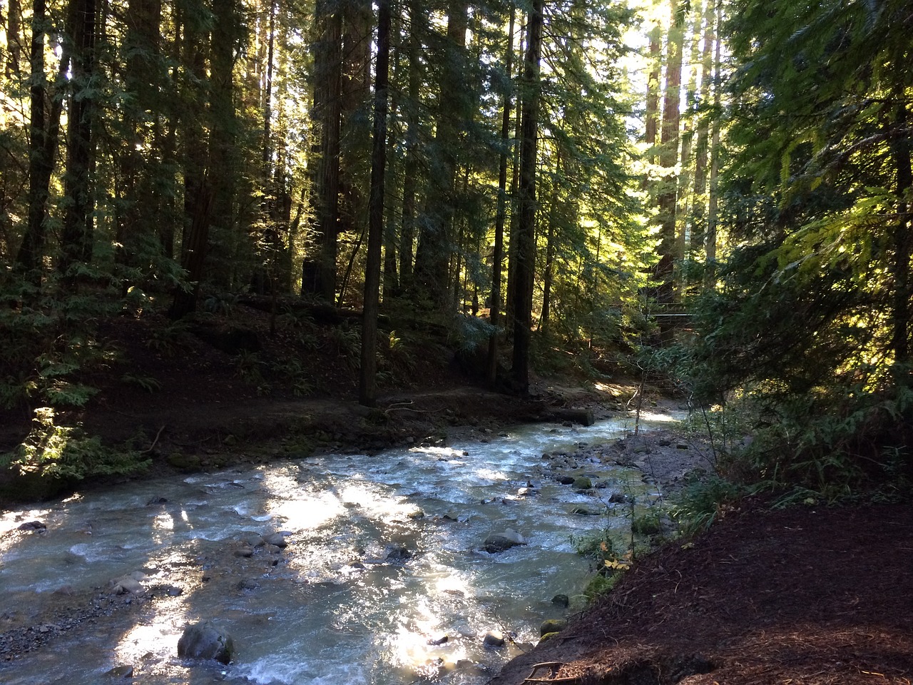 river redwood oregon free photo