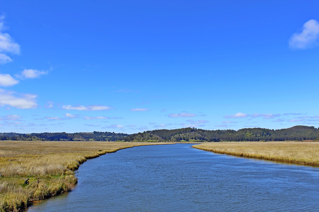 river straw nature free photo