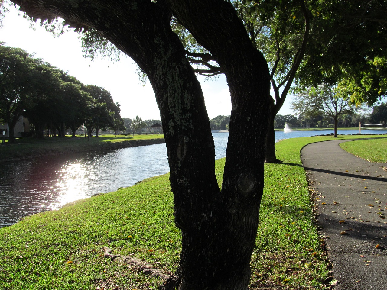 river tree scenic free photo