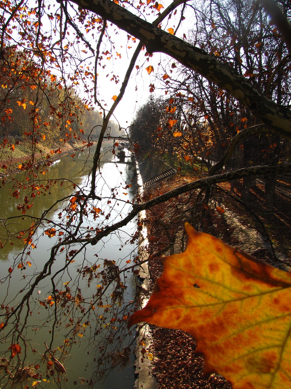 river leaves autumn free photo