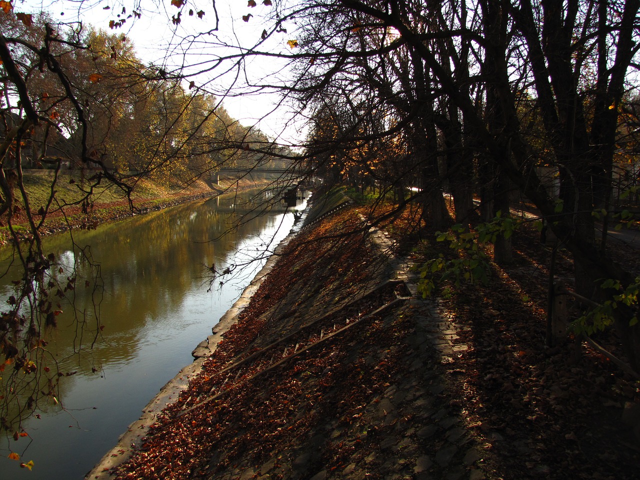 river leaves autumn free photo