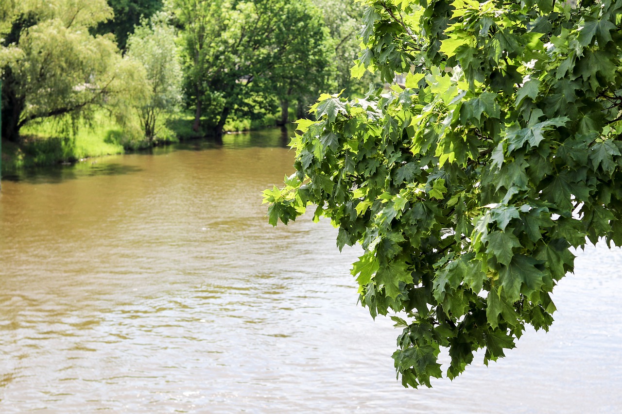 river tree landscape free photo