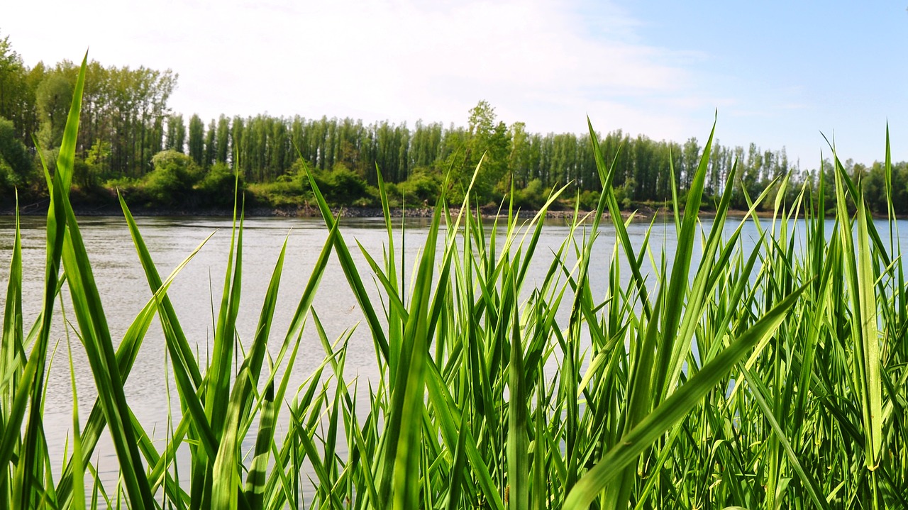 river nature summer free photo