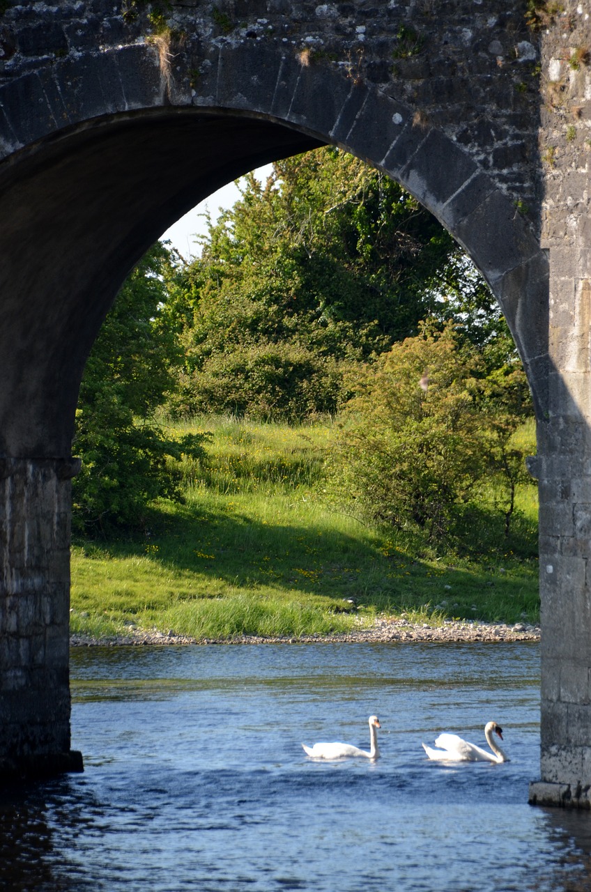 river bridge swan free photo