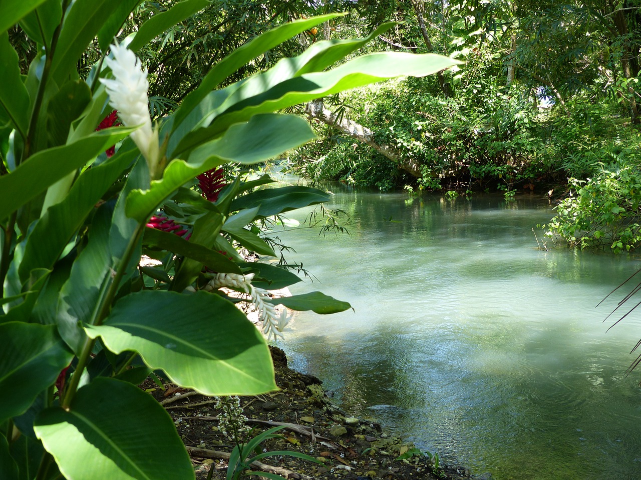 river jamaica green free photo