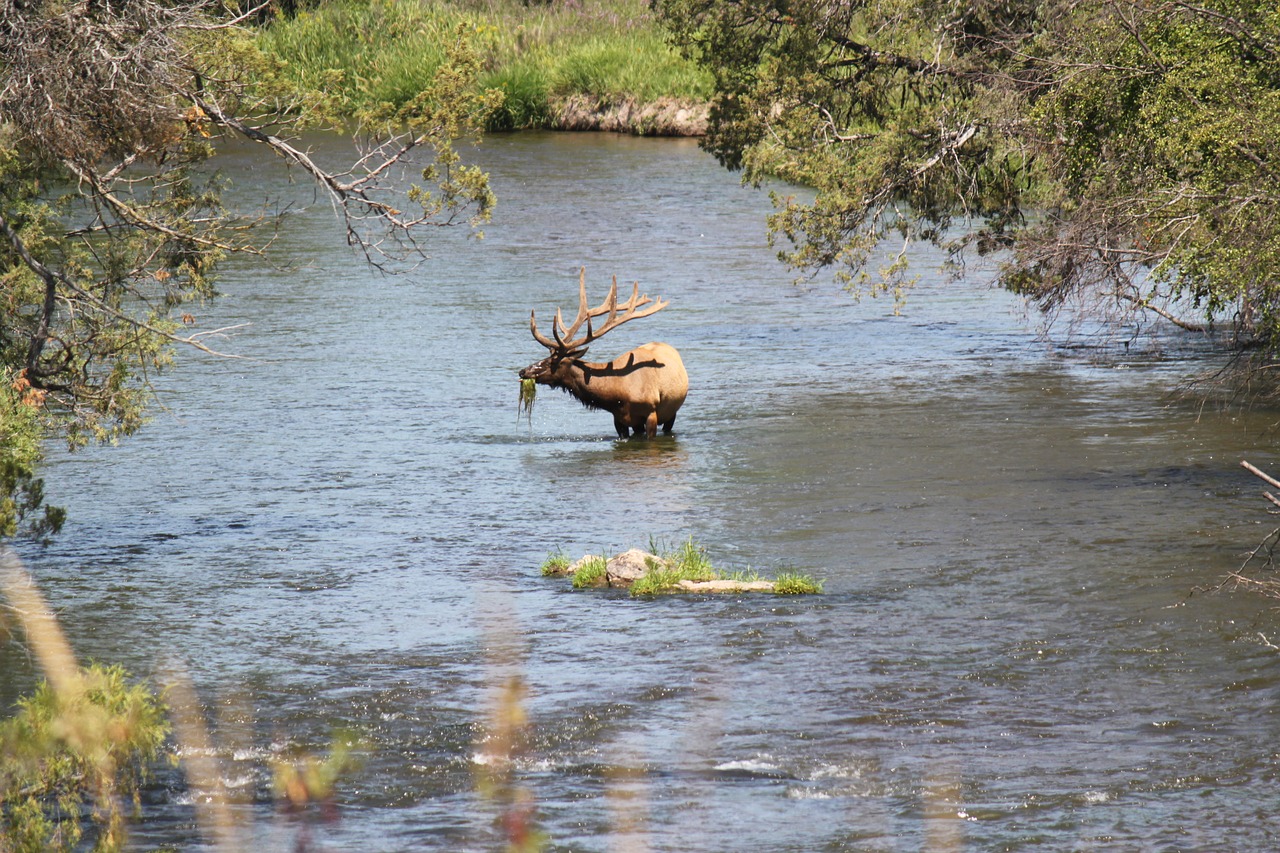 river elk wildlife free photo