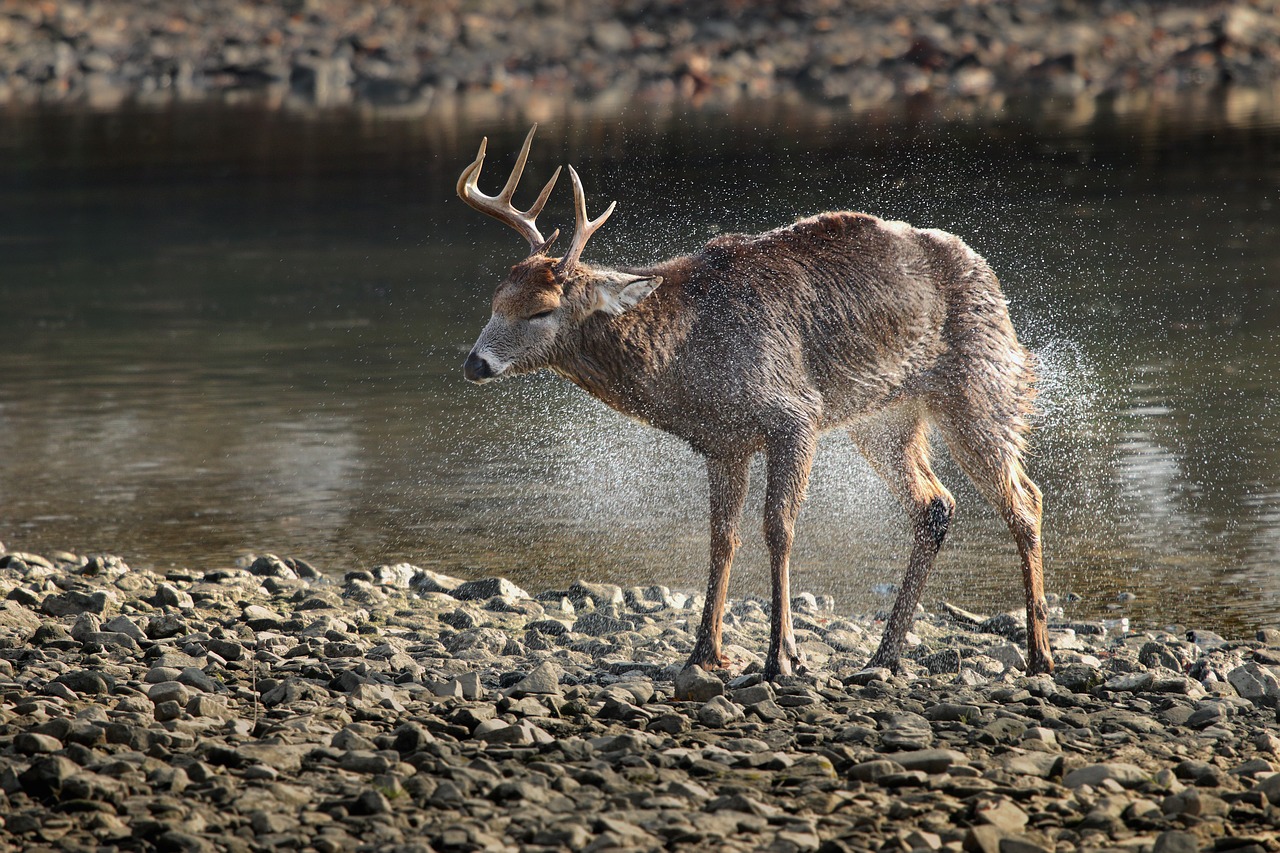 river water deer free photo