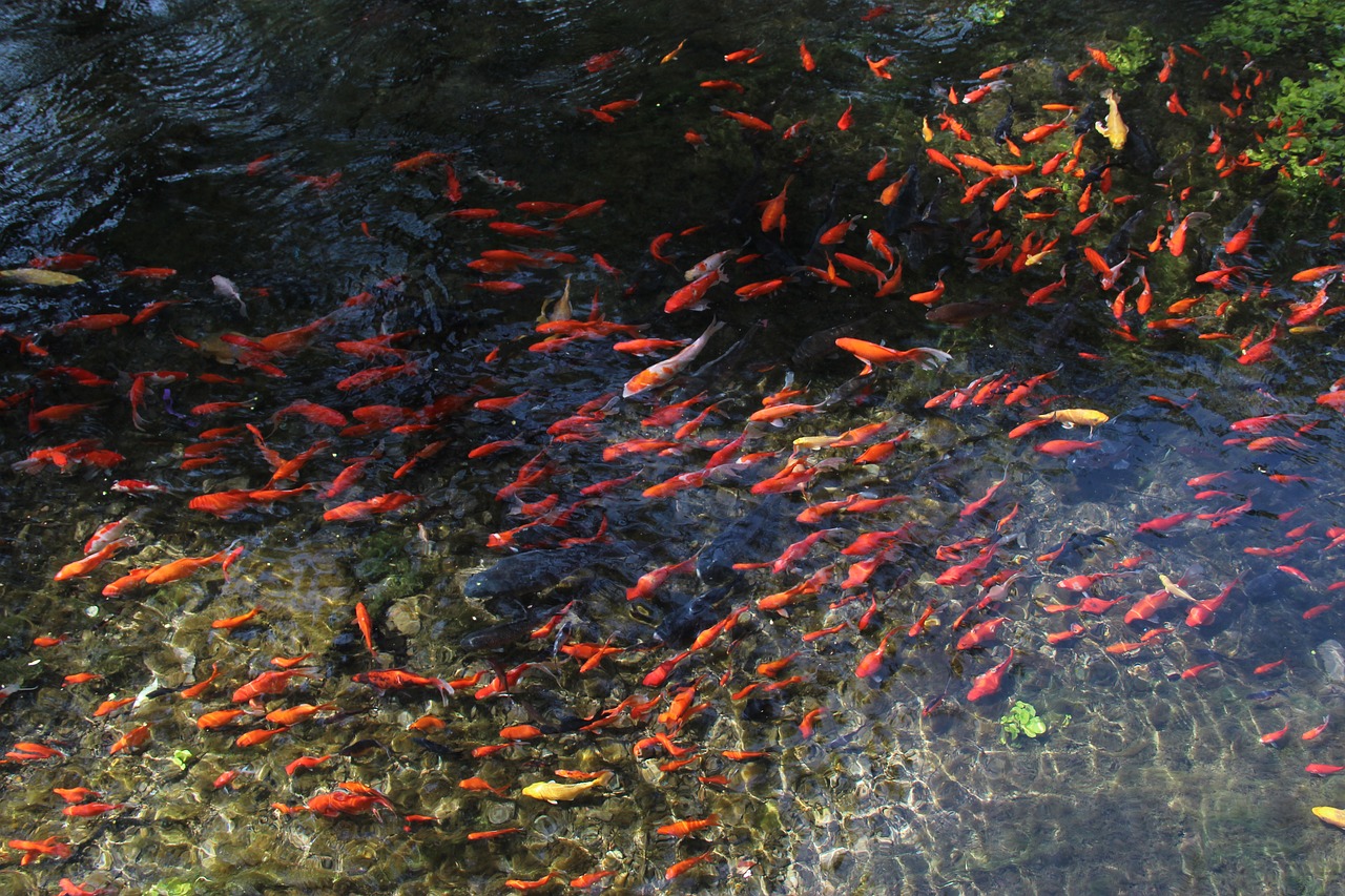 水磨沟 river fish summer free photo