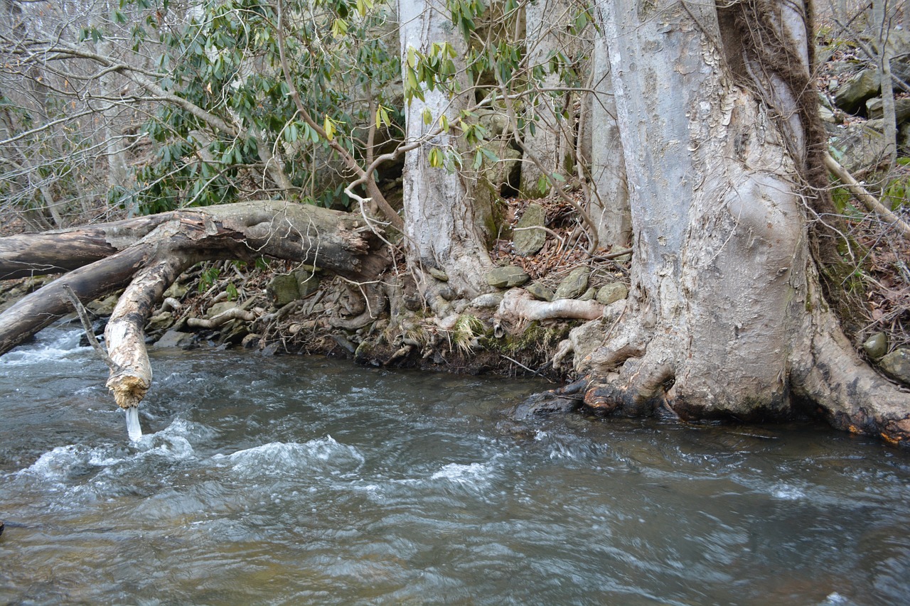 river tree root free photo