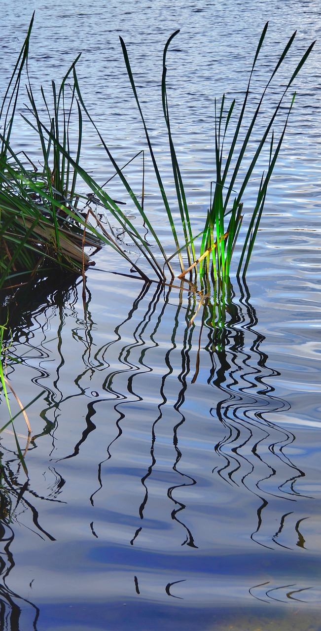 river grass reflection free photo