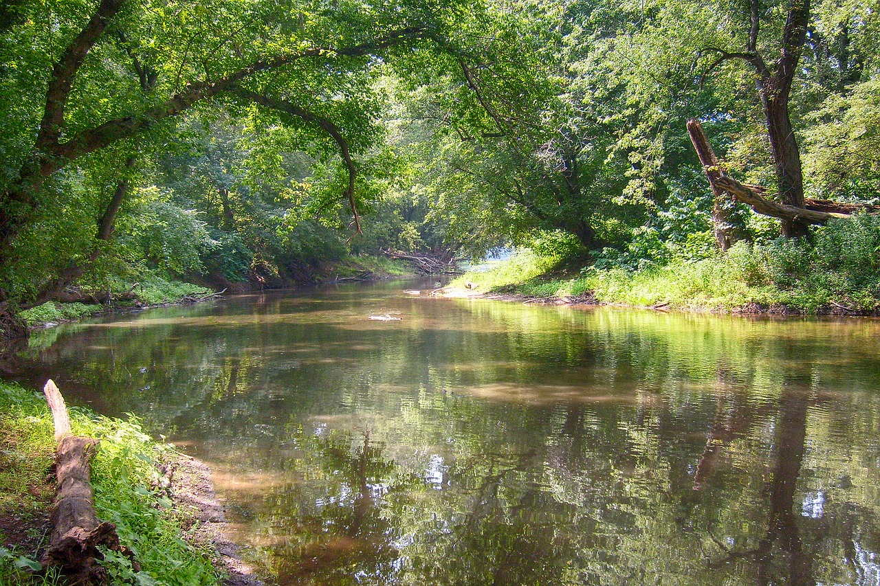 river trees water free photo