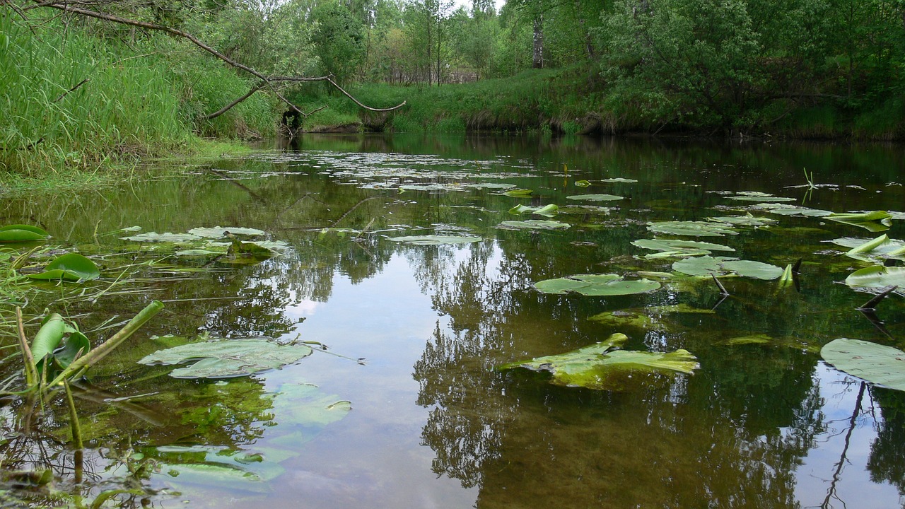 river forest water free photo