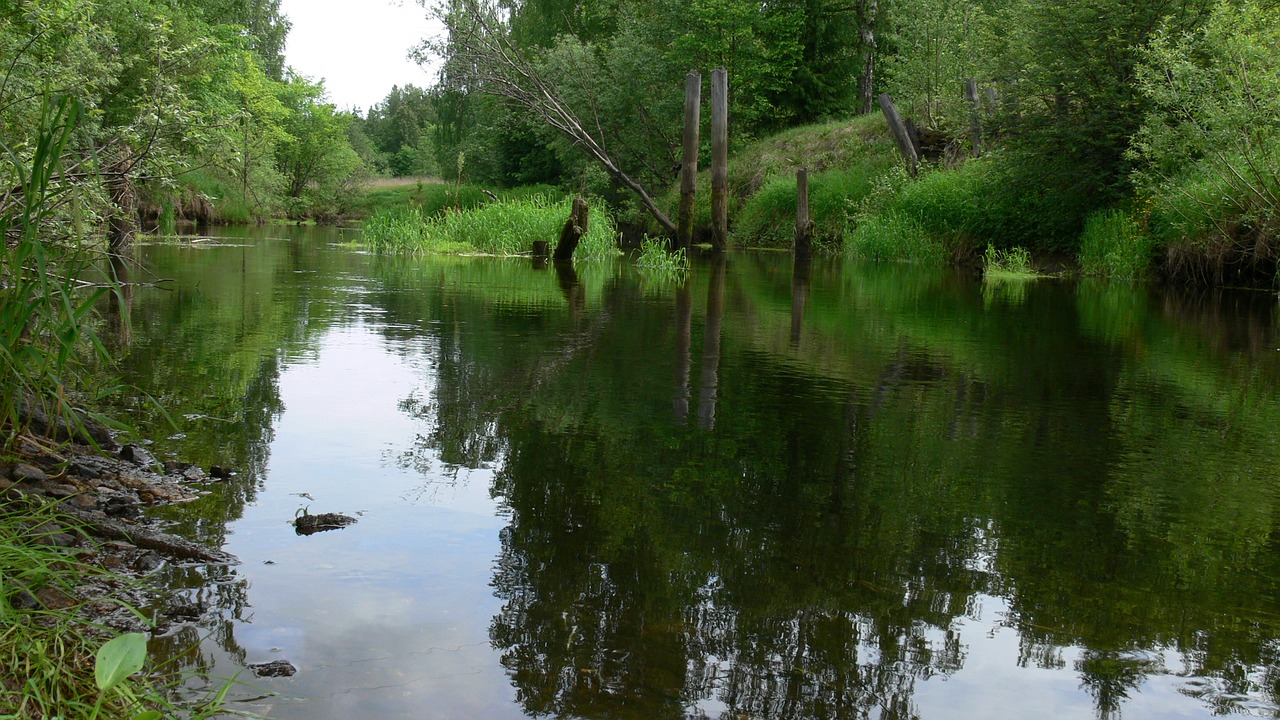 river forest water free photo