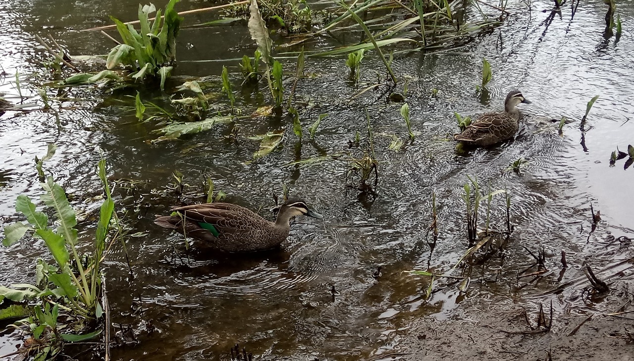 river ripples ducks free photo