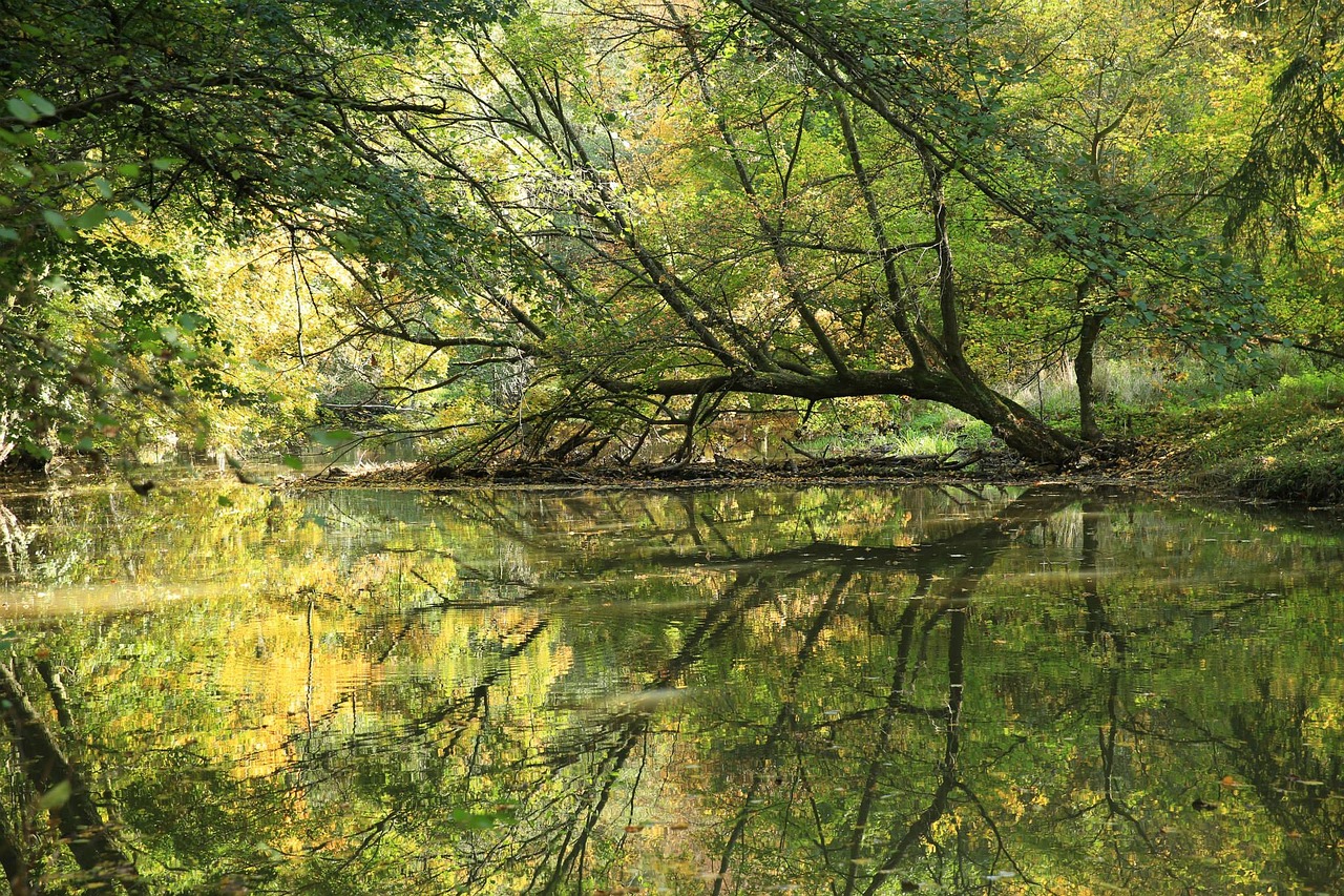 river trees leaves free photo