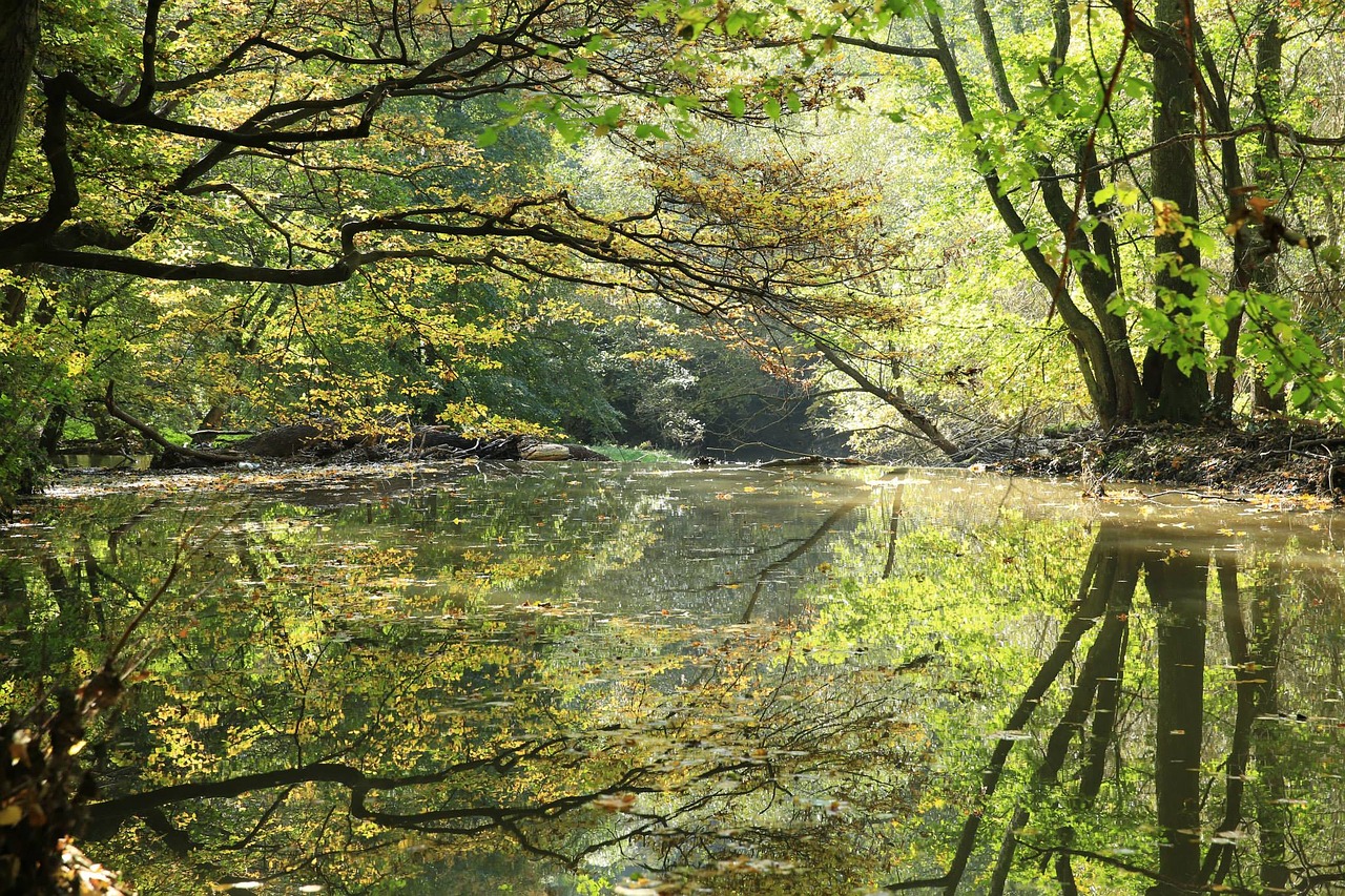 river trees leaves free photo