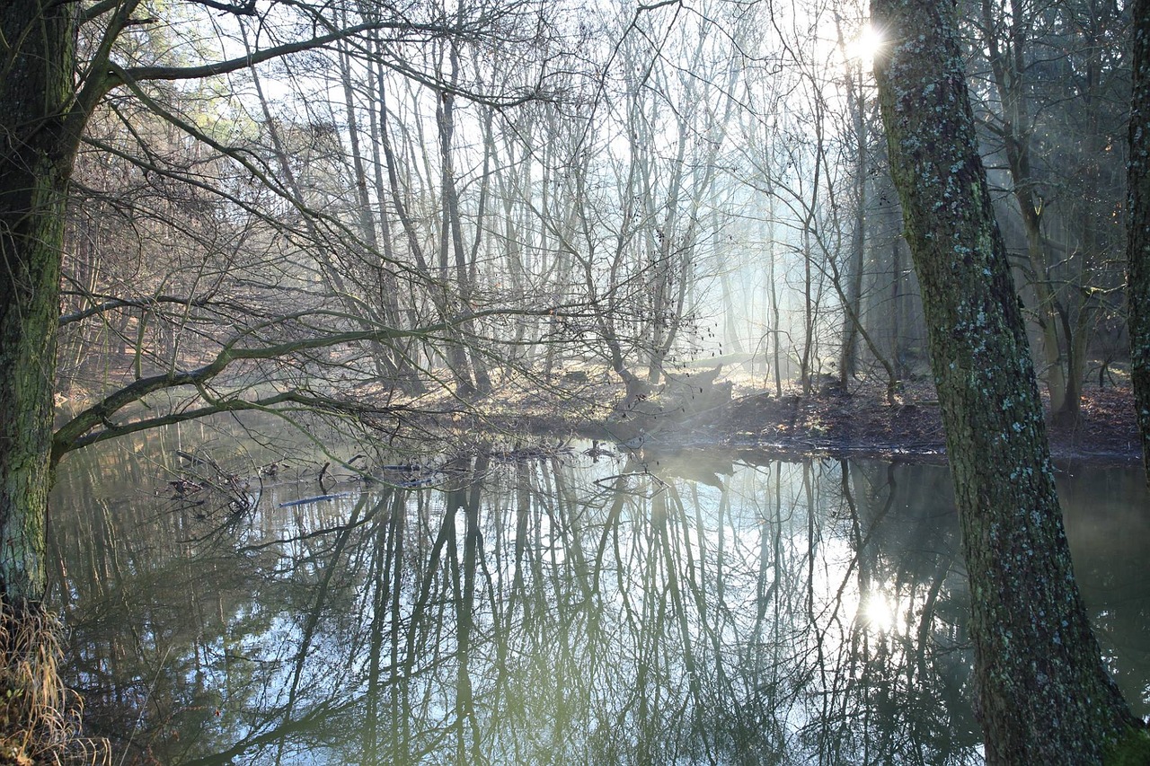 river trees autumn free photo