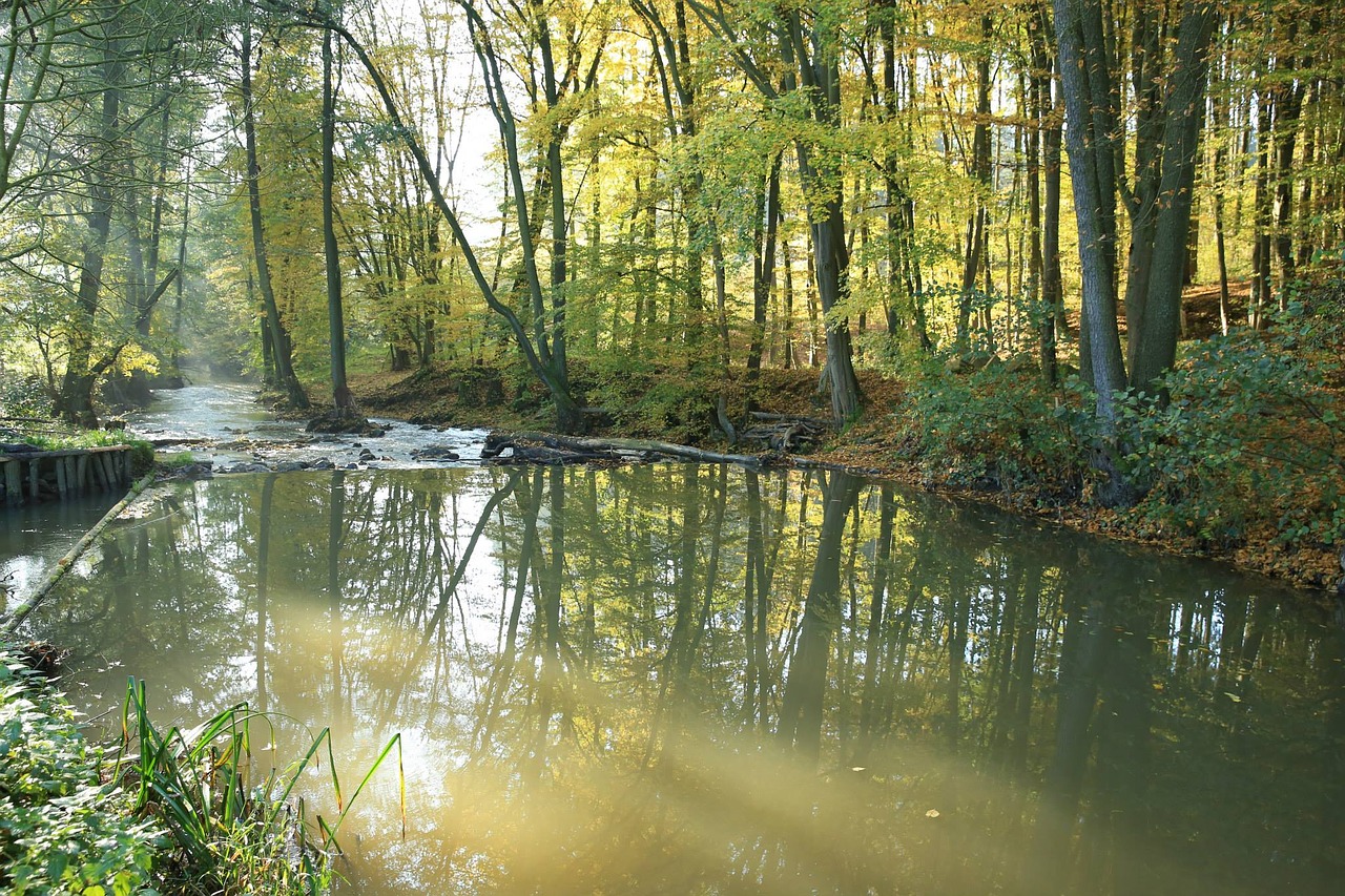 river trees leaves free photo