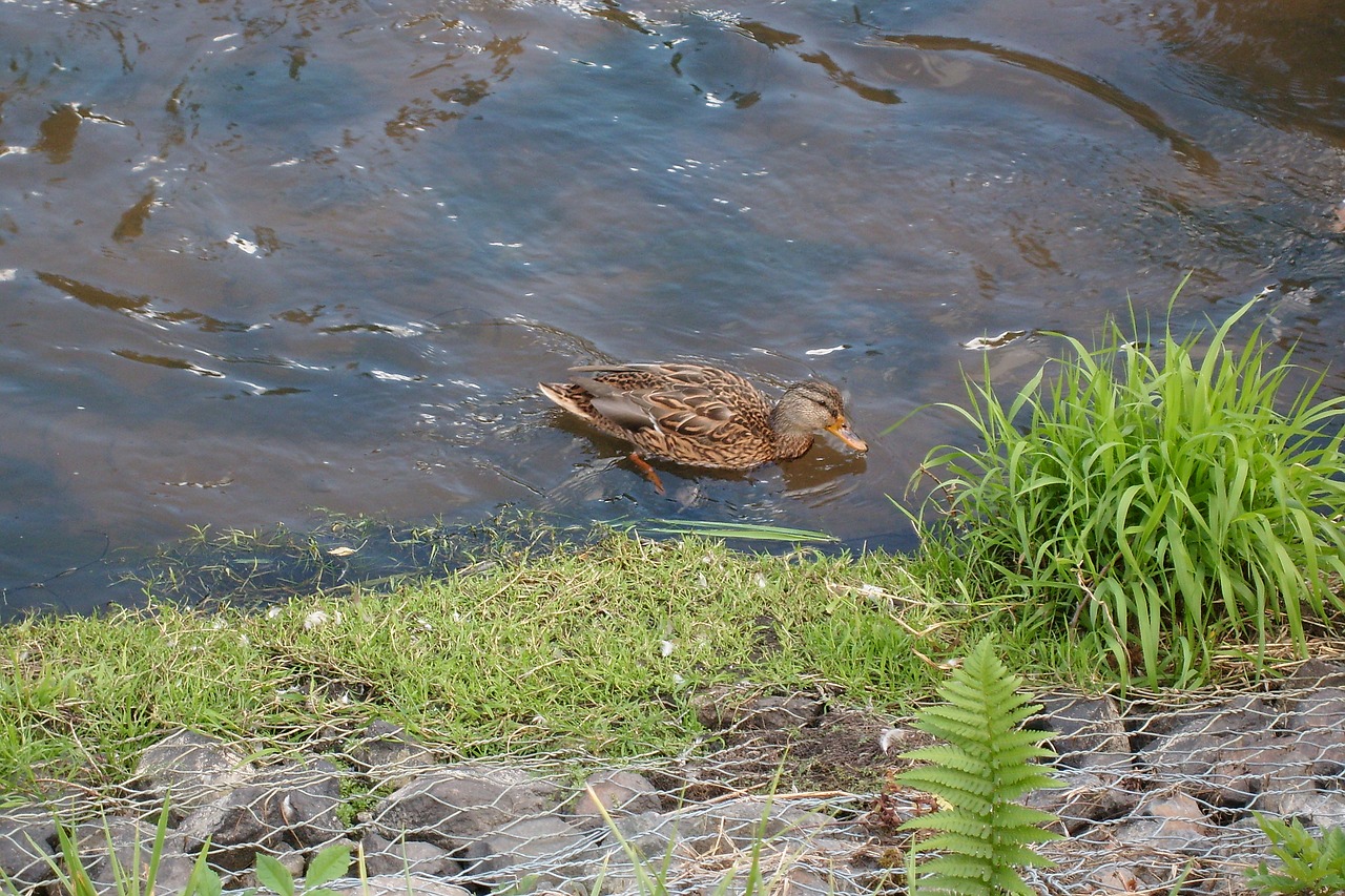 river nature wild birds free photo