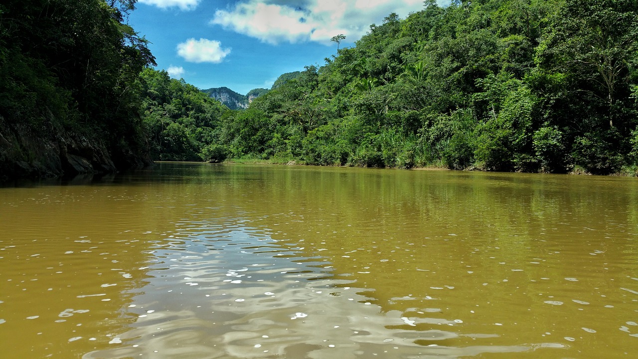 Jungle water. Река Синано. Река в джунглях. Берег реки джунгли. Речка в джунглях.