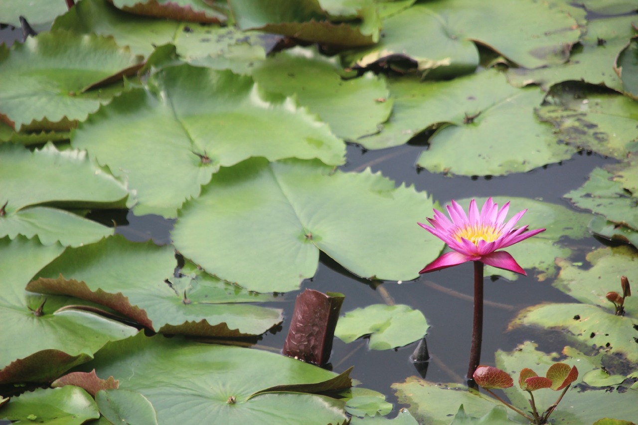 river lotus red lotus free photo