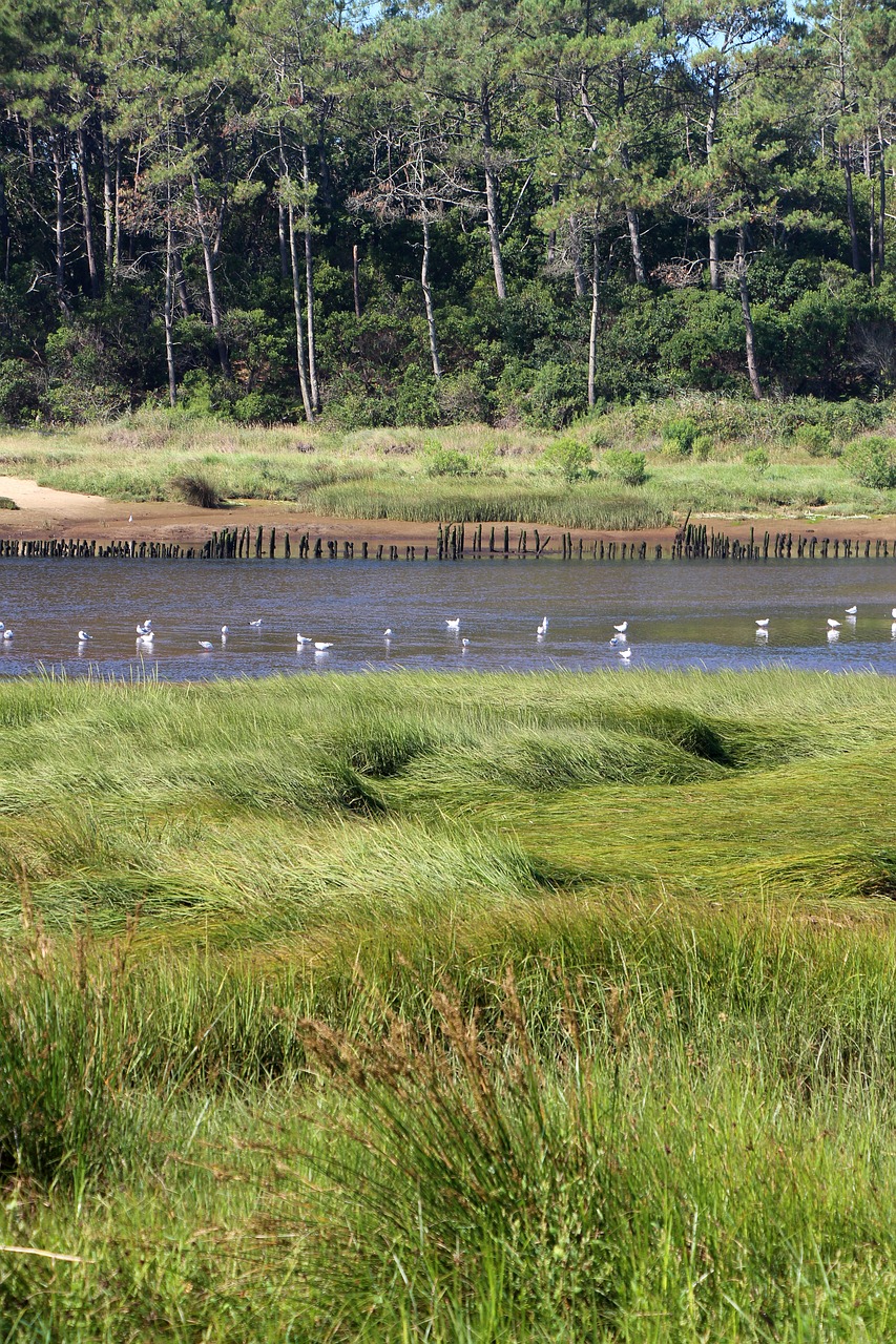 river water courses seagulls free photo