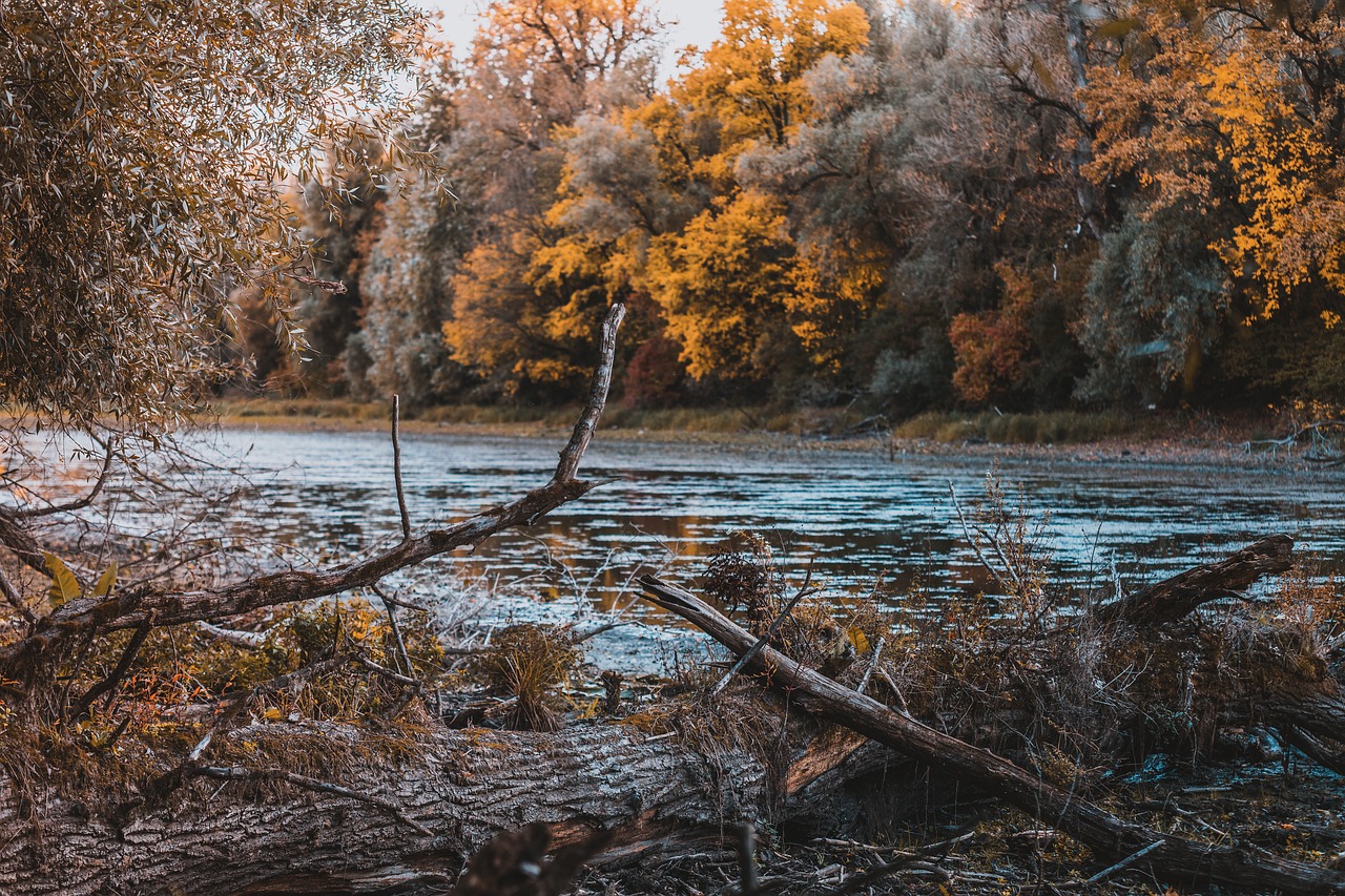 river trees autumn free photo