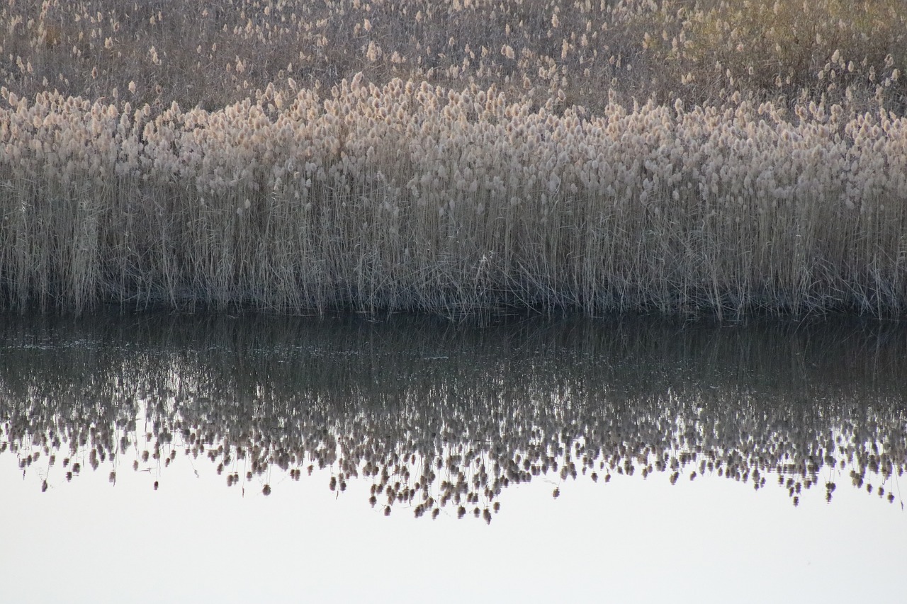 river reed beach free photo