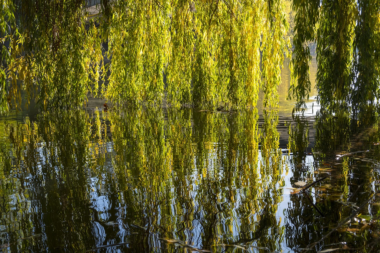 river water neckar free photo