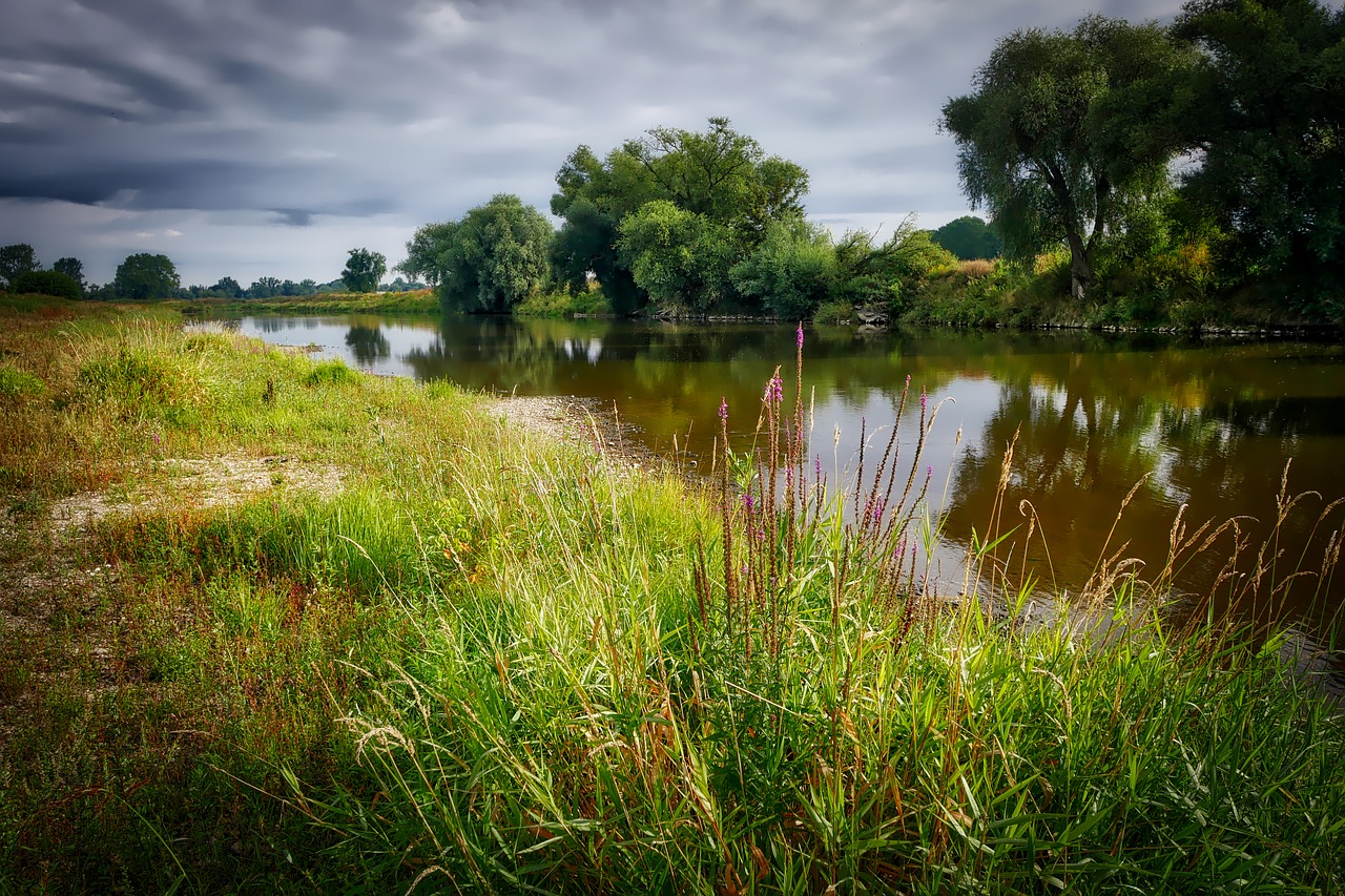 river bank grass free photo