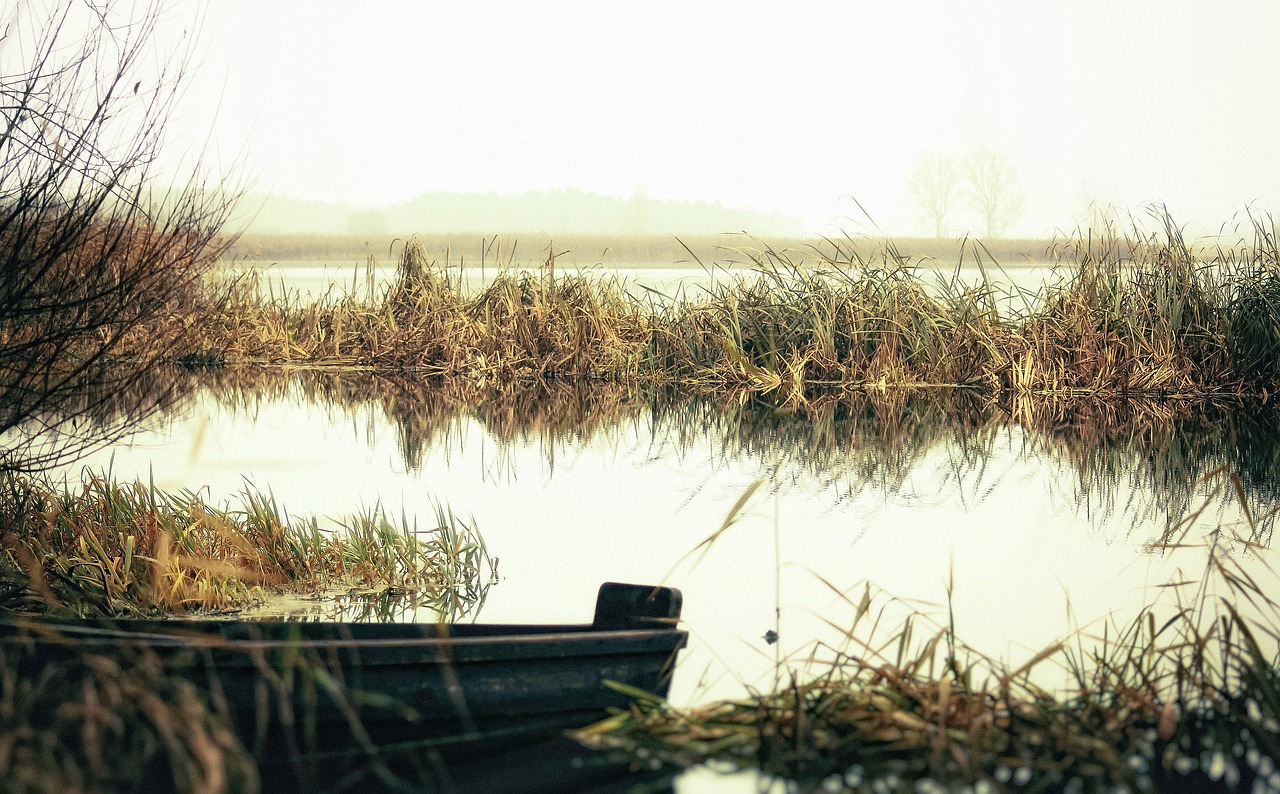 river in the morning riverbank free photo