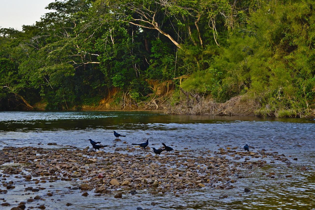 river  birds  wildlife free photo