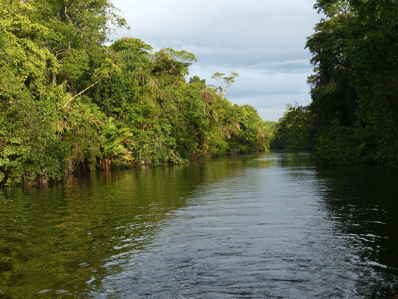 river rainforest costa rica free photo