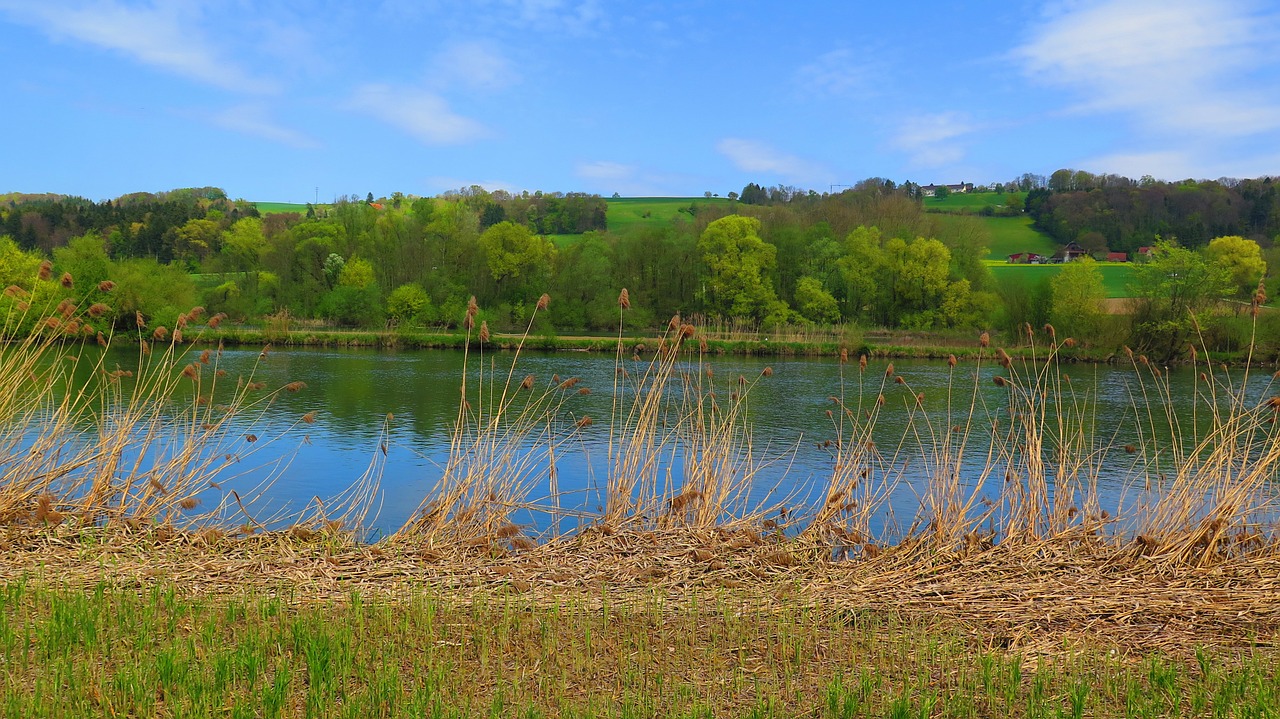 river trees bank free photo