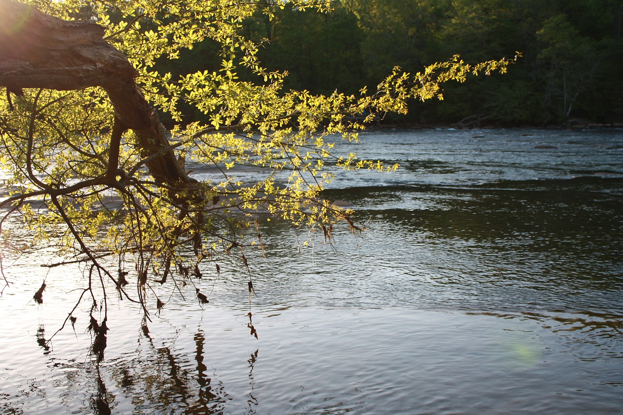 river  nature  wood free photo