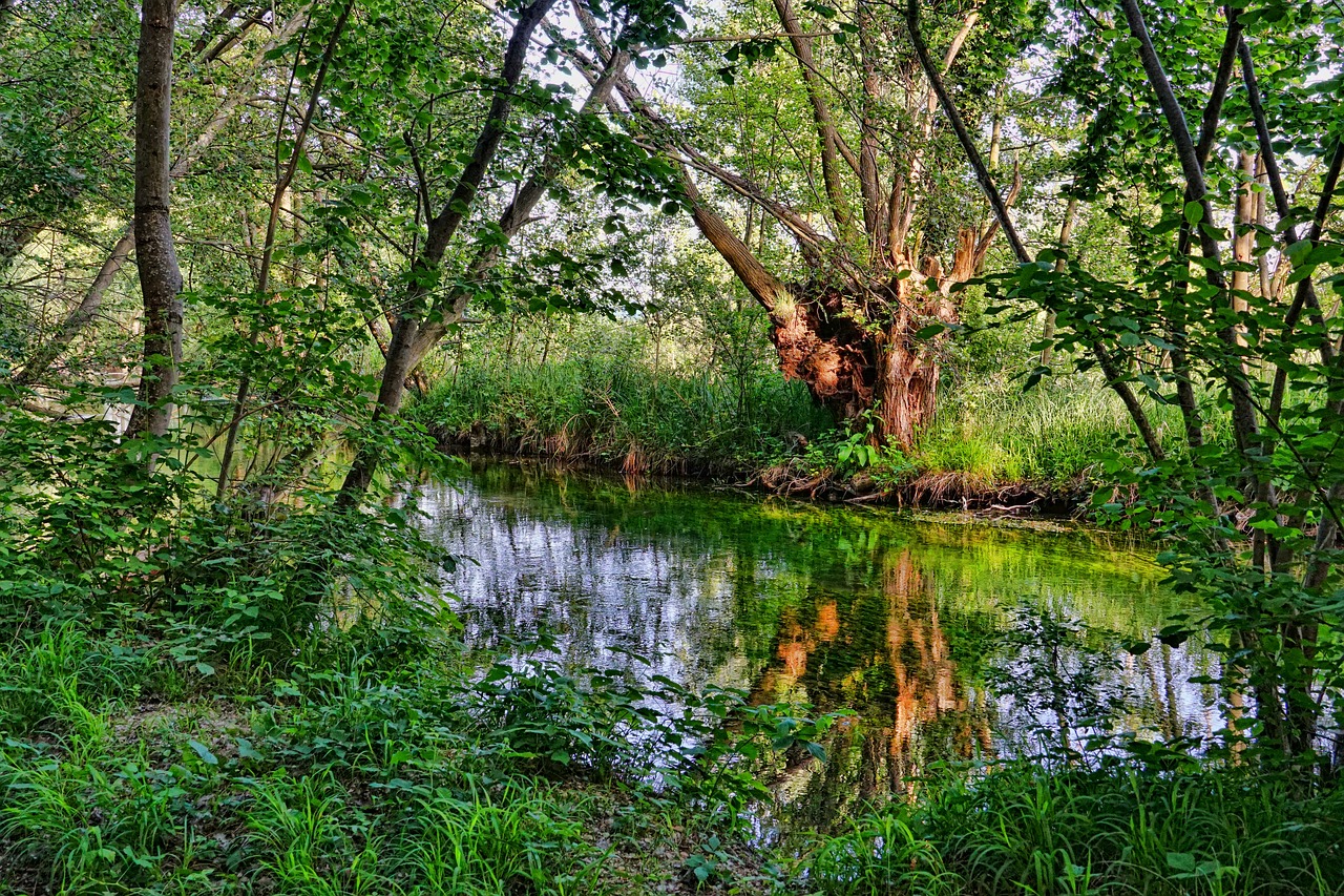 river  riparian zone  trees free photo