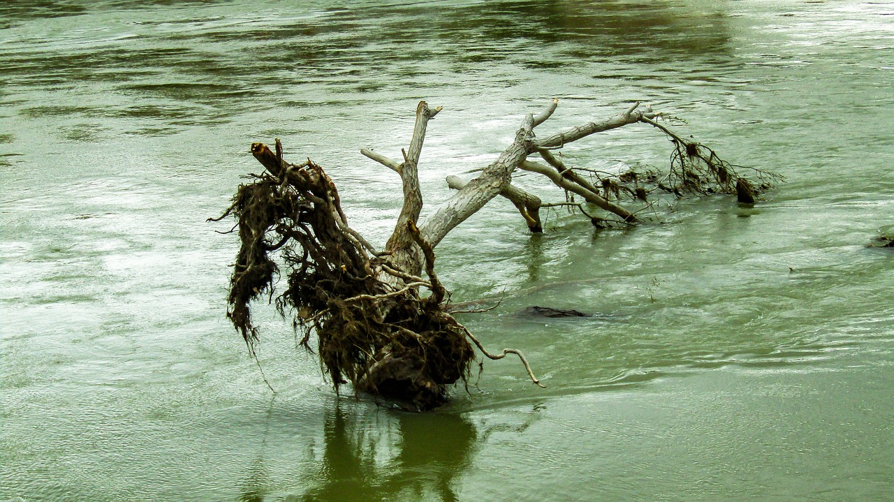 river  trunk  tree trunk free photo