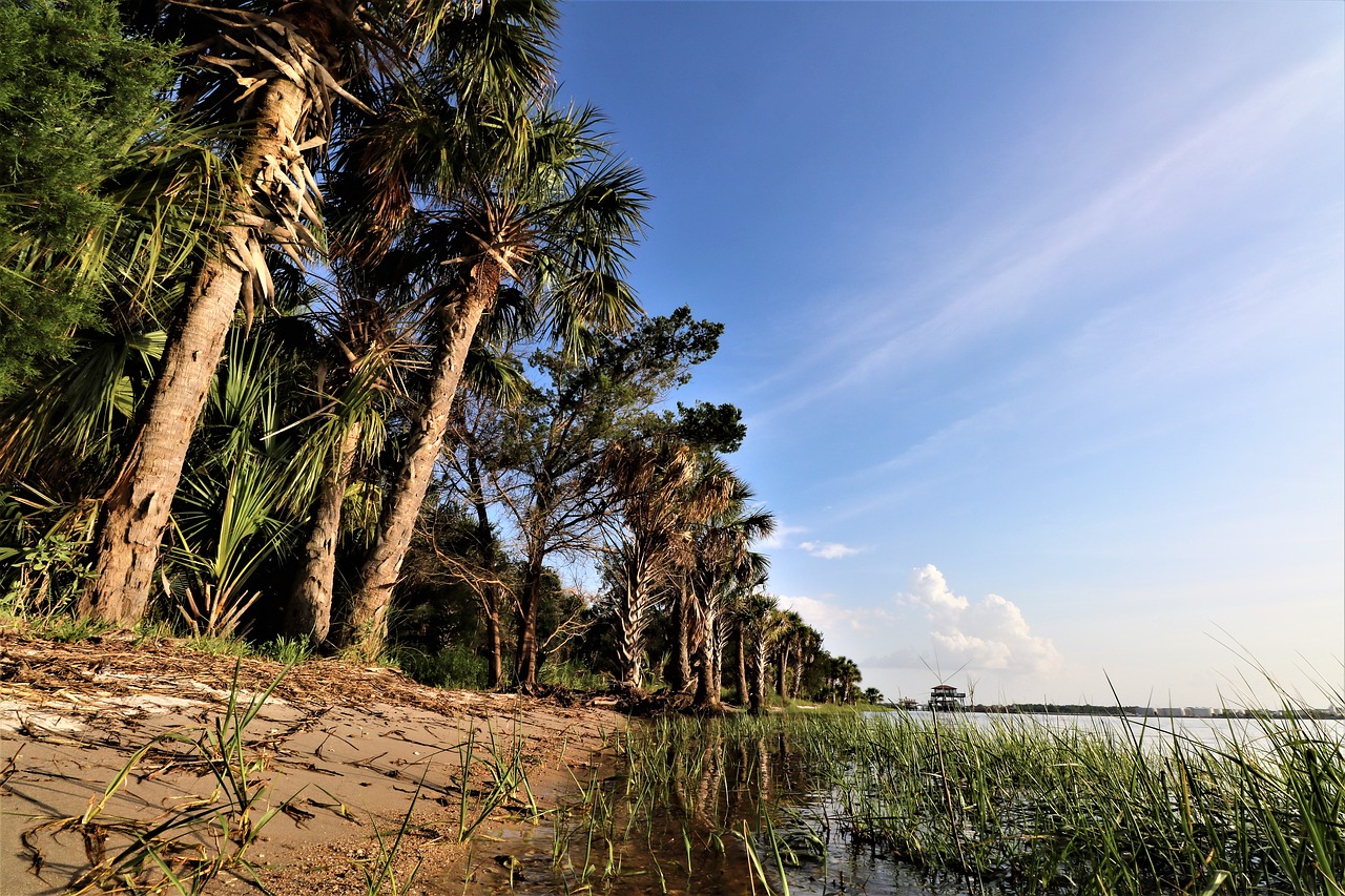 river  palm  grass free photo