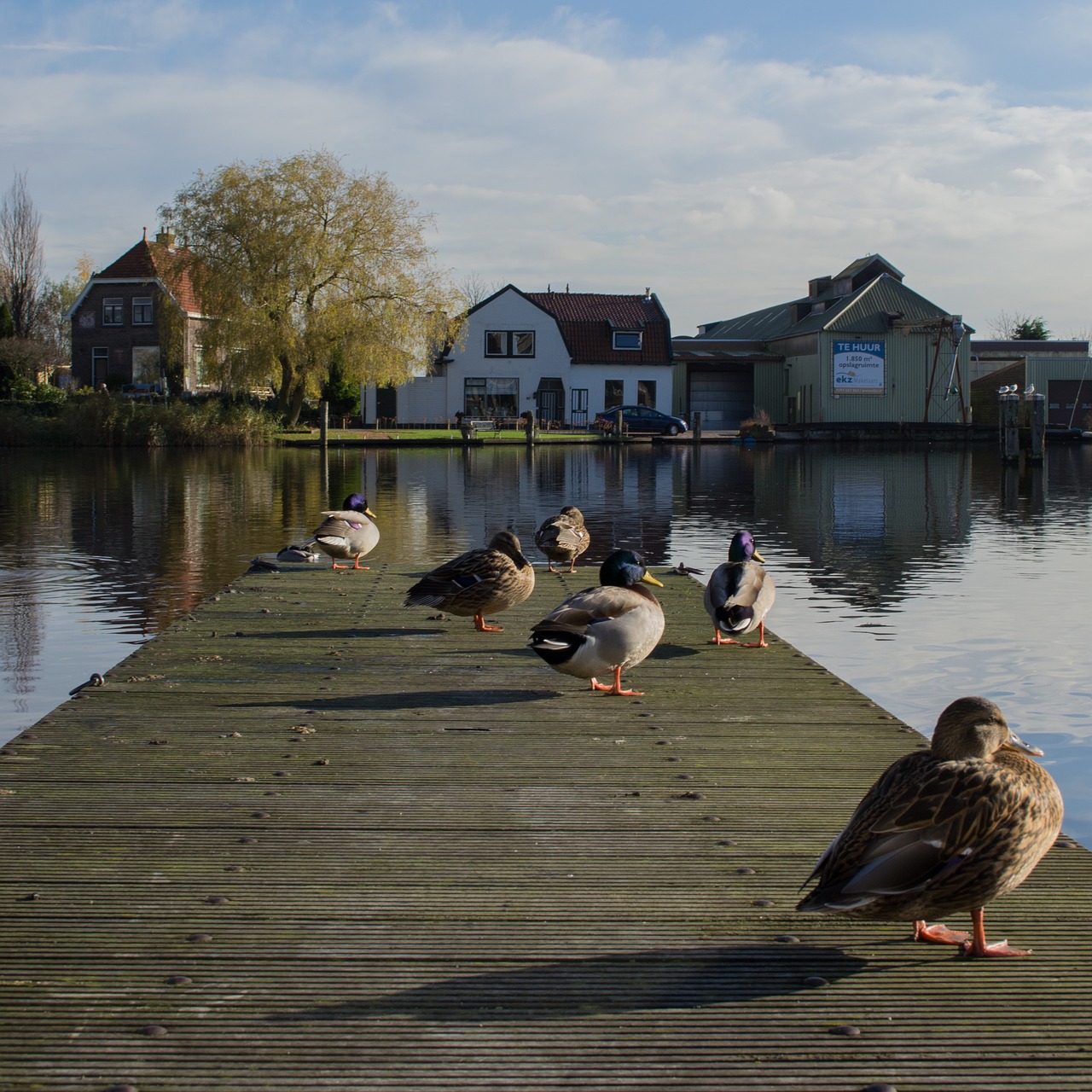 river  duck  scaffolding free photo