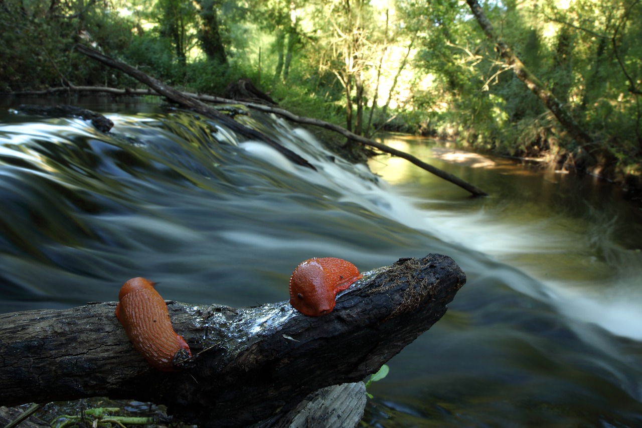 river  slug  orange free photo