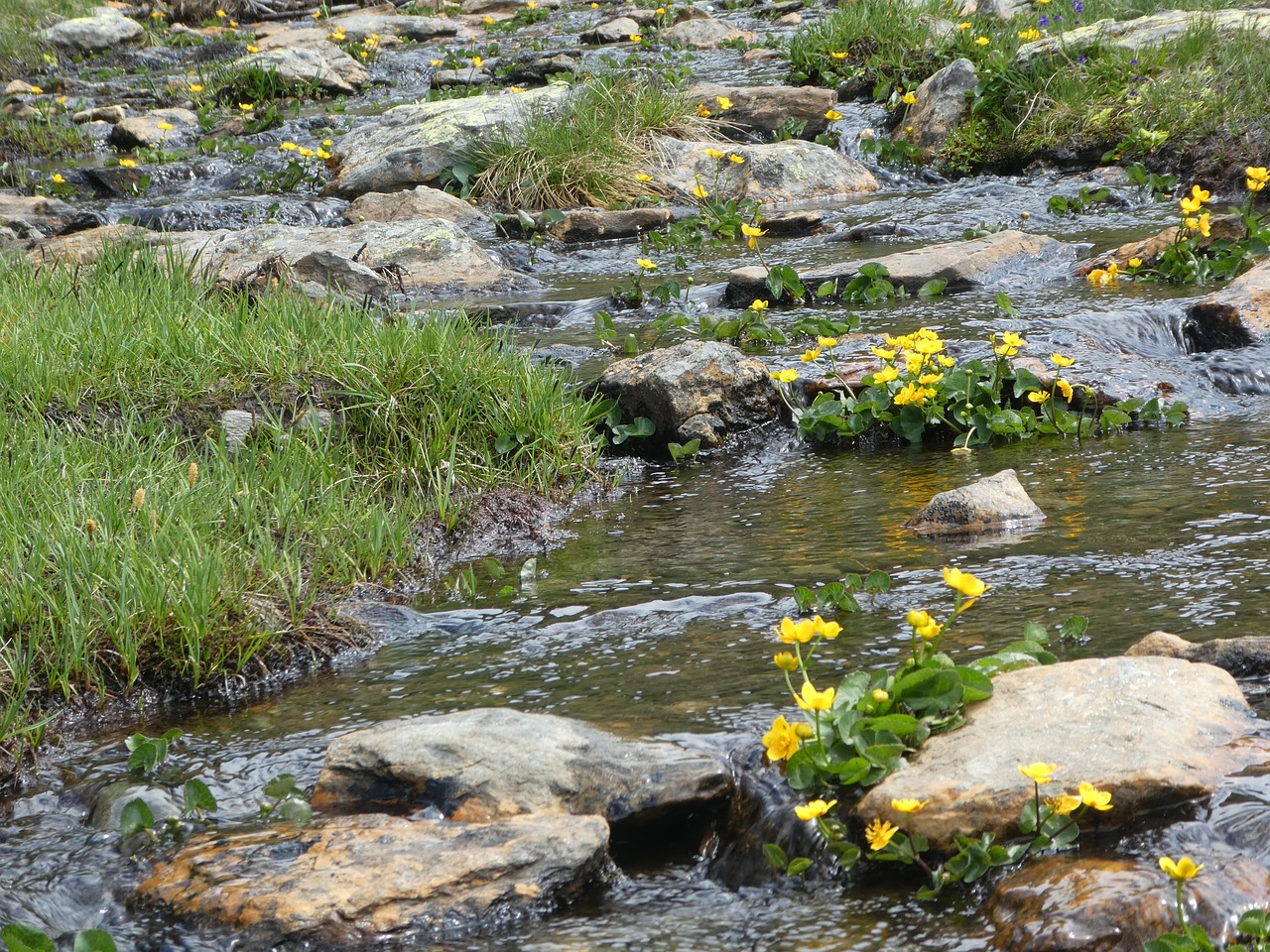 river  mountain  flowers free photo