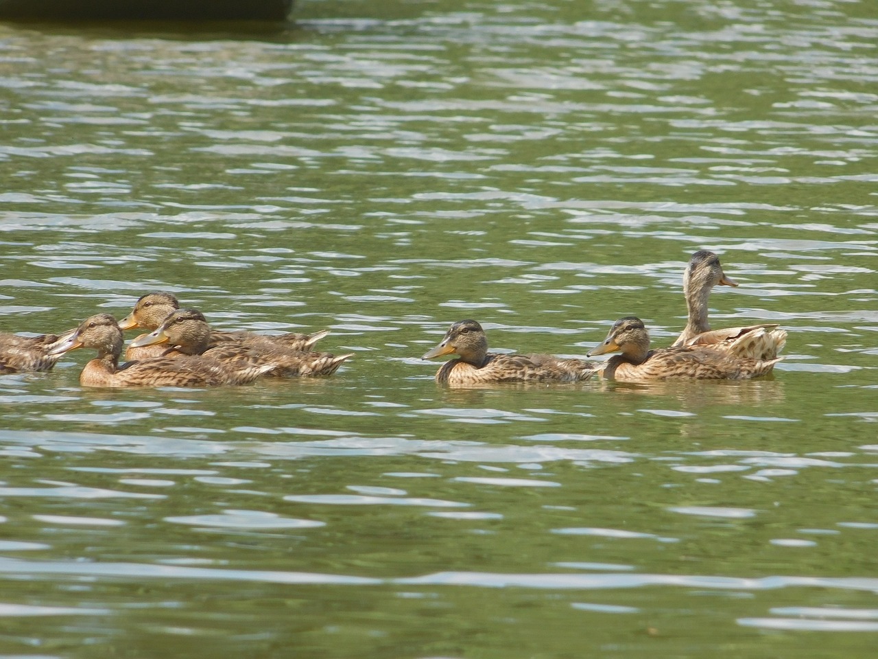 river  water  duck free photo