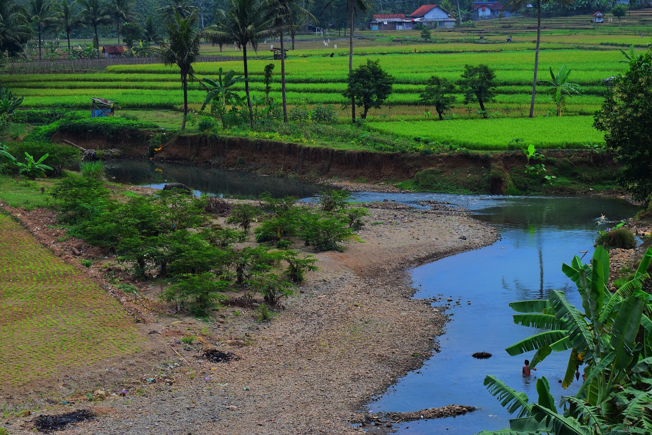 river  village  padi free photo