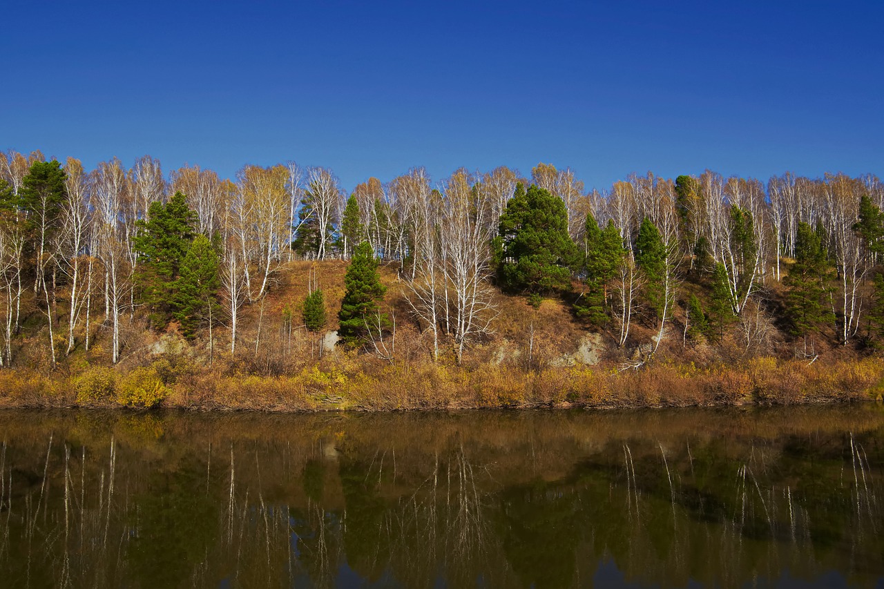 river  forest  nature free photo