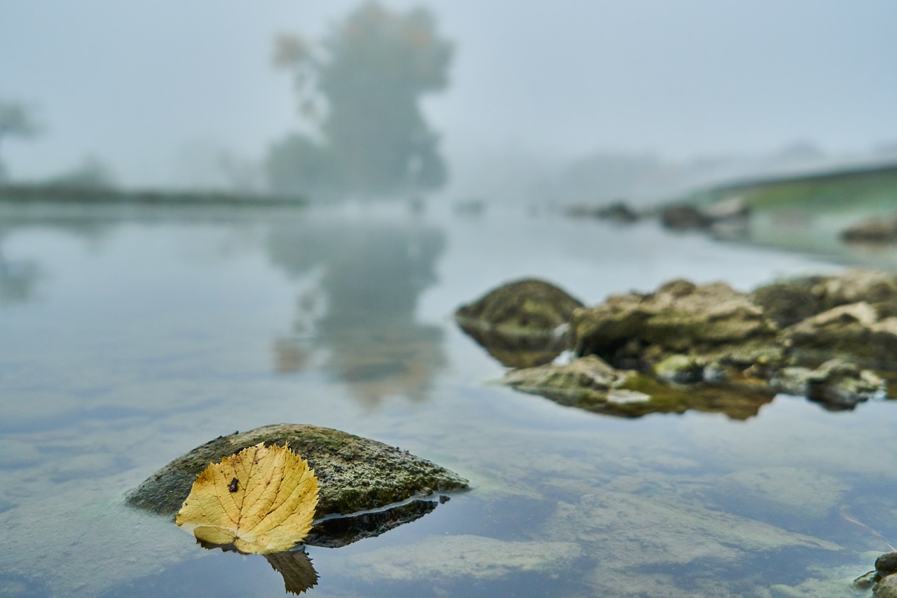 river  autumn leaf  fog free photo