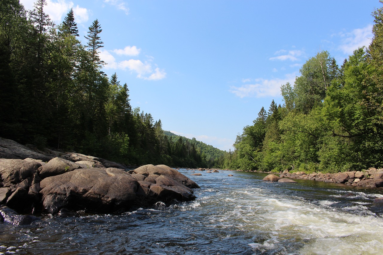 river  forest  canada free photo