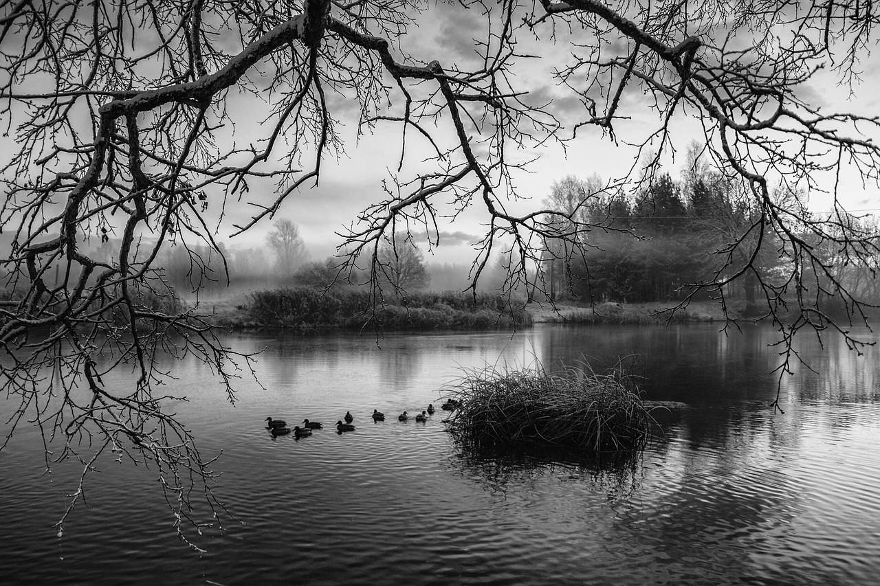 river  water  branches free photo