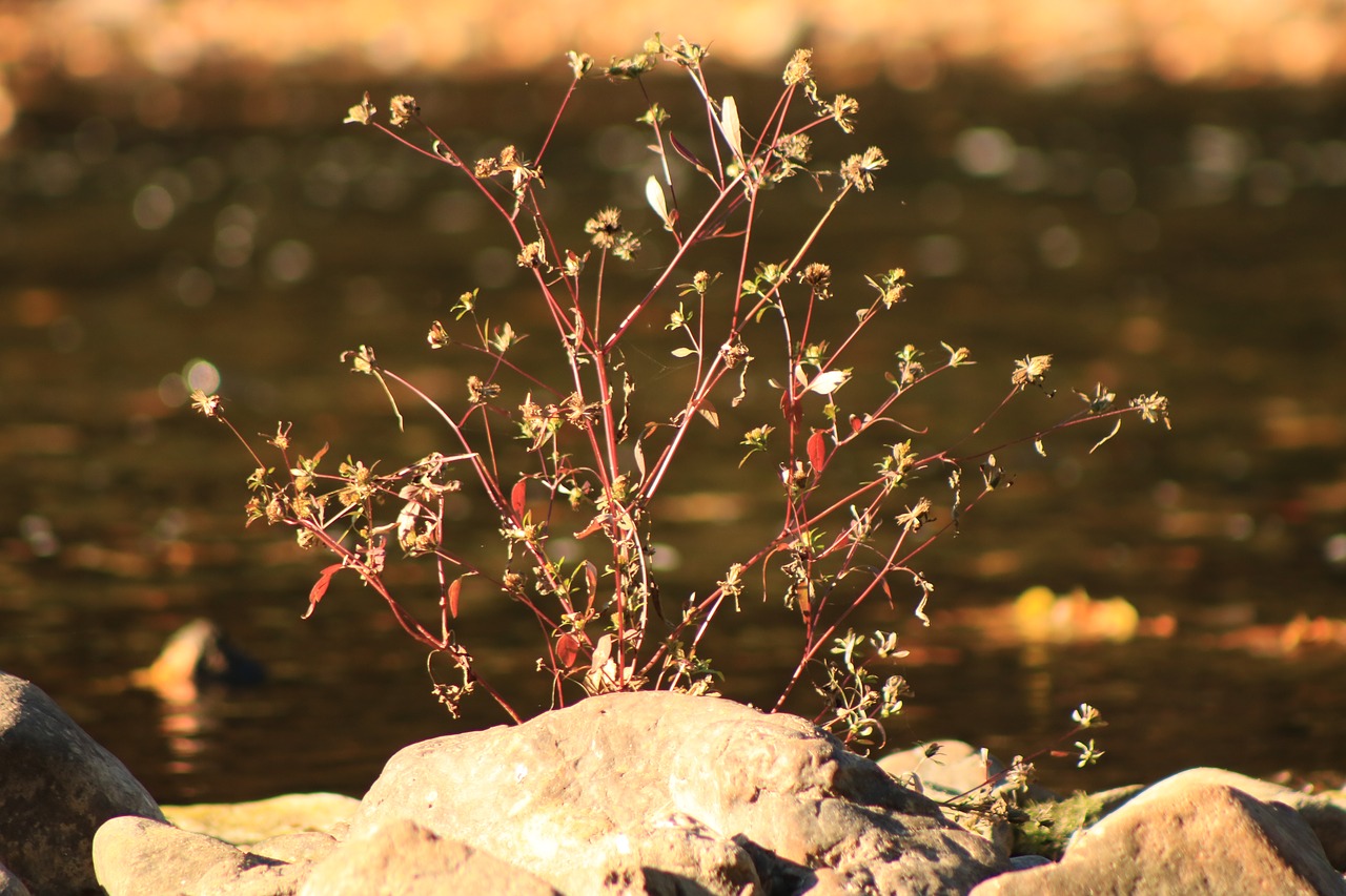 river  bush  nature free photo