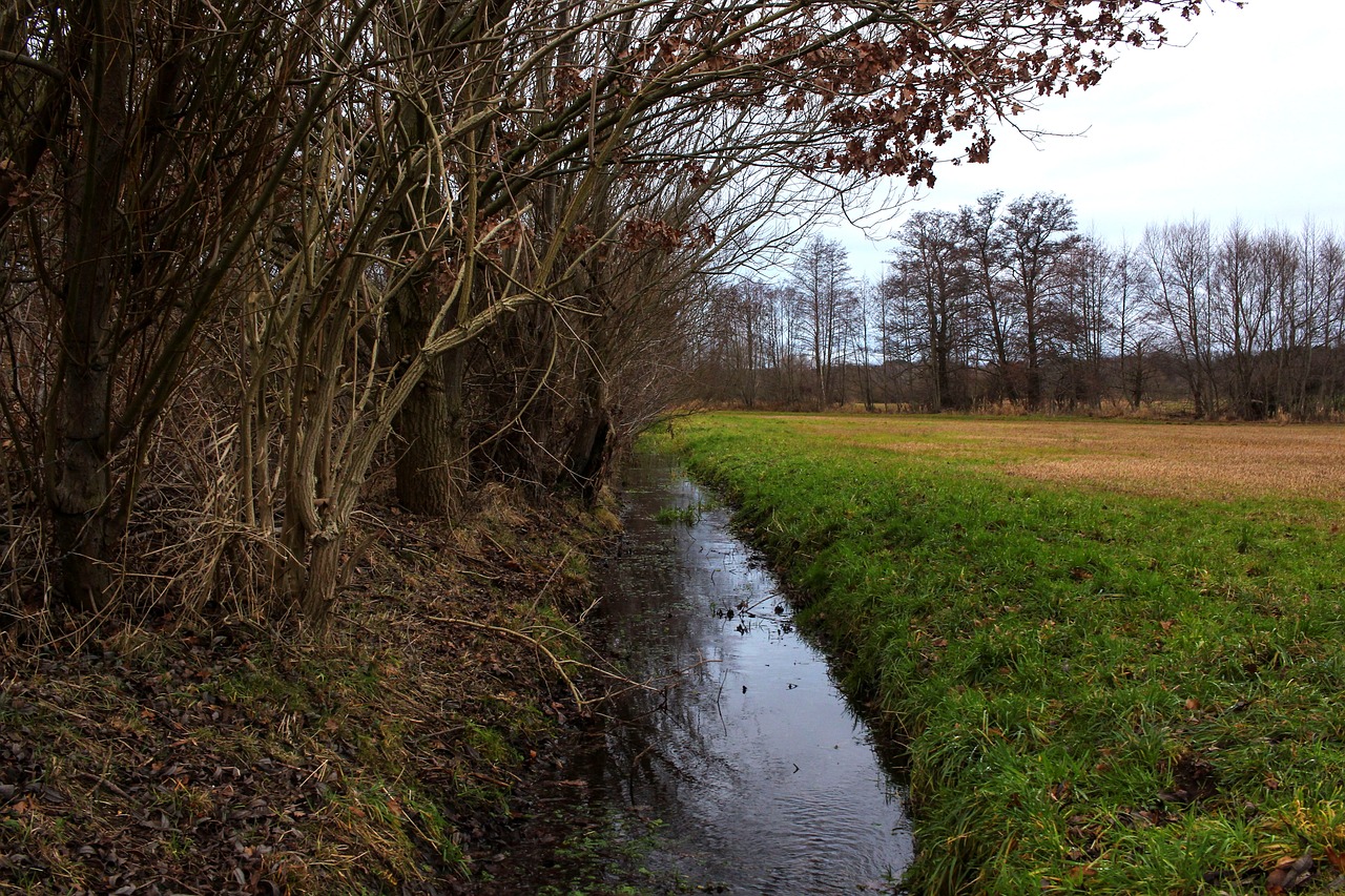 river  water  meadow free photo